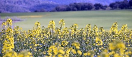landscape of Yellow and purple flowers plantation