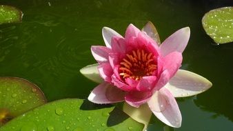 nuphar lutea blossom