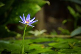 Lotus Green Nature Flower