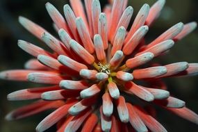 Orange and white aloe flowers blossom
