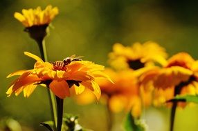 garden yellow flowers in sunny summer day