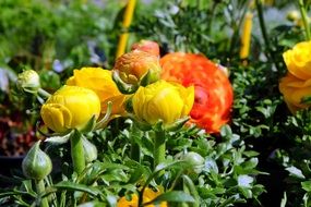 gorgeous Ranunculus Flowers