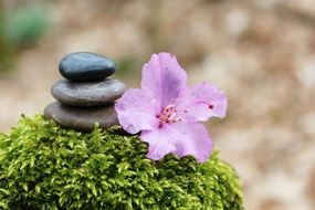 closeup photo of Stones Pile and azalea