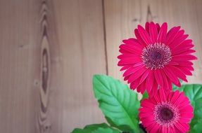 magenta gerbera flowers