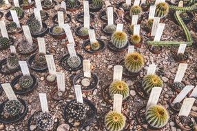 incredibly handsome Catcus Succulents