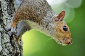 squirrel on a tree in central park in new york