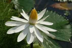 white waterlily in a pond in asia