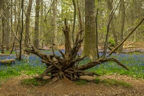 tree root in spring forest