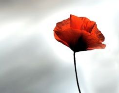 Beautiful red poppy flower on the white and grey blurred background background