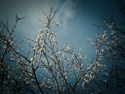 extraordinary beautiful Sloe Bush