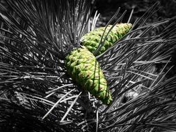 Cones on a evergreen tree