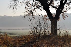 tree among the autumn landscape