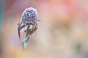 flower in hoarfrost