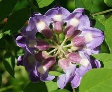Purple Wisteria flower