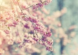 stunning Tree Blossom