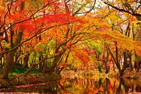 bright red autumn leaves in the park