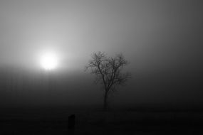 magical fog over the forest