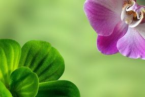 velvety leaves and purple bud