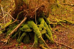 green moss on the roots of a large tree