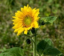 stunning gorgeous SunFlower