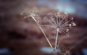 dry plant with seeds