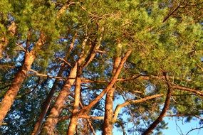 Pine Nature