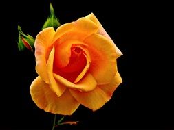 fantastic rose blossom
