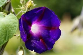 dark blue alpine flower