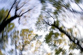 rotating summer forest