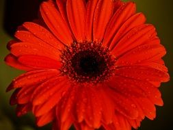 raindrops on red gerbera
