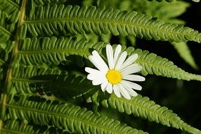 white daisy and fern