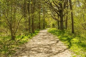 forest path in bright sunlight