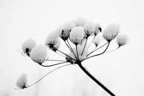 incredibly delicious Winter Blossom