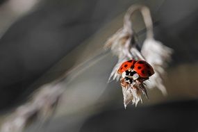 red Ladybug on dry Grass macro