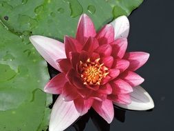 White and pink water lily on the water