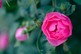 bright pink rose on a bush close up
