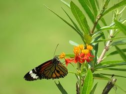 absolutely gorgeous Butterfly Flower