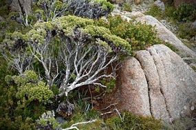 trees among the rocks