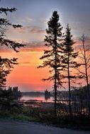 tall spruce near the lake at dusk