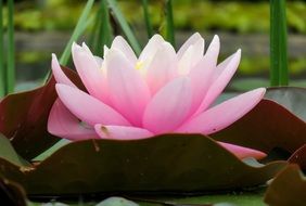 pink pastel water lily close up