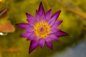 extraordinary beautiful Lily Flower