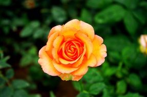 orange rose on a green bush in the garden