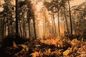 Sunlight in scenic Foggy Autumn Forest