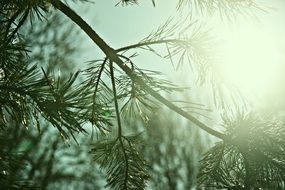 Sunshine on the conifer