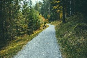 Walking Trail in Forest panorama scene