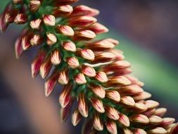 banksia blossom
