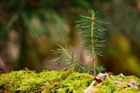 green young plant