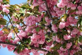 pink cherry blossom on tree branches