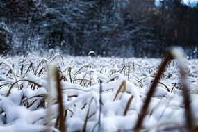 snow covered grass close up