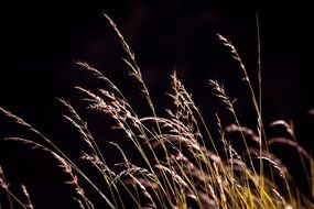 ears of grass closeup